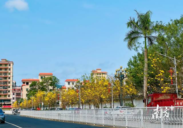 黄花风铃木一条街。