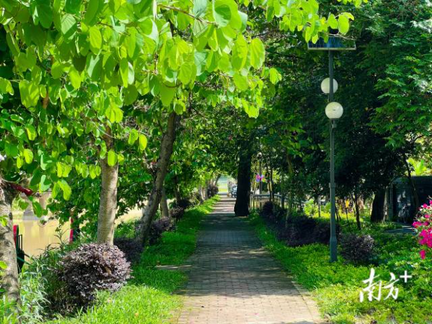 榕江河绿美布道。