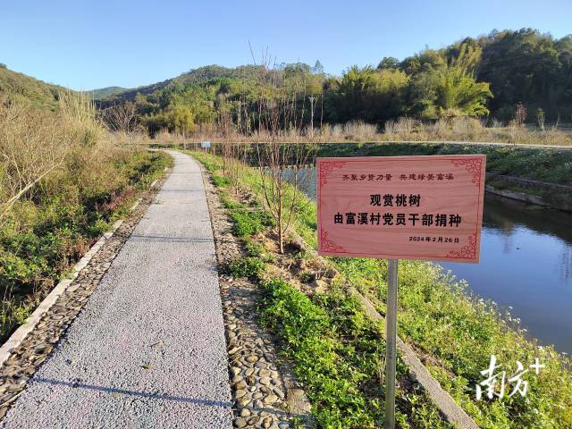 富溪村打造桃花廊。 富溪村打造桃花廊。