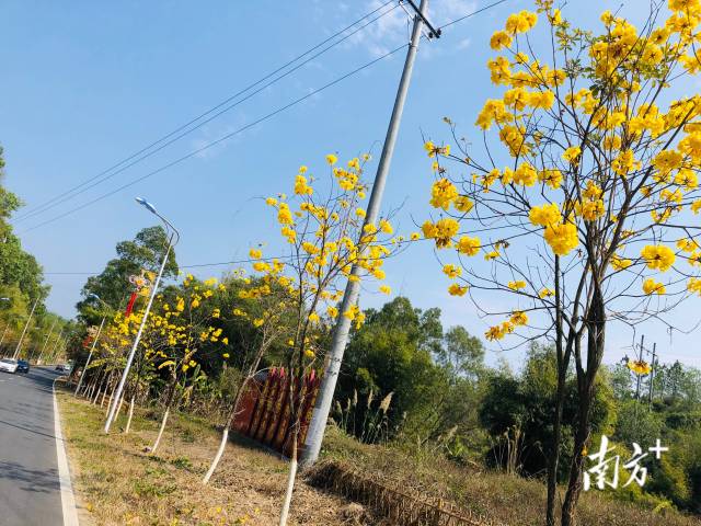 鸡坑村黄花风铃木景观路。