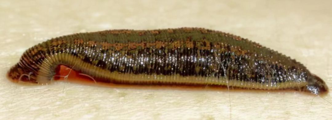 webwxgetmsgimg (1).jpg