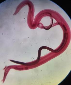 webwxgetmsgimg (1).jpg